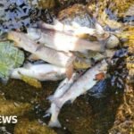 Kilkeel: Generations of fish 'wiped out' after pollution incident