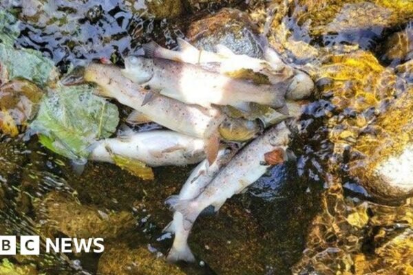 Kilkeel: Generations of fish 'wiped out' after pollution incident