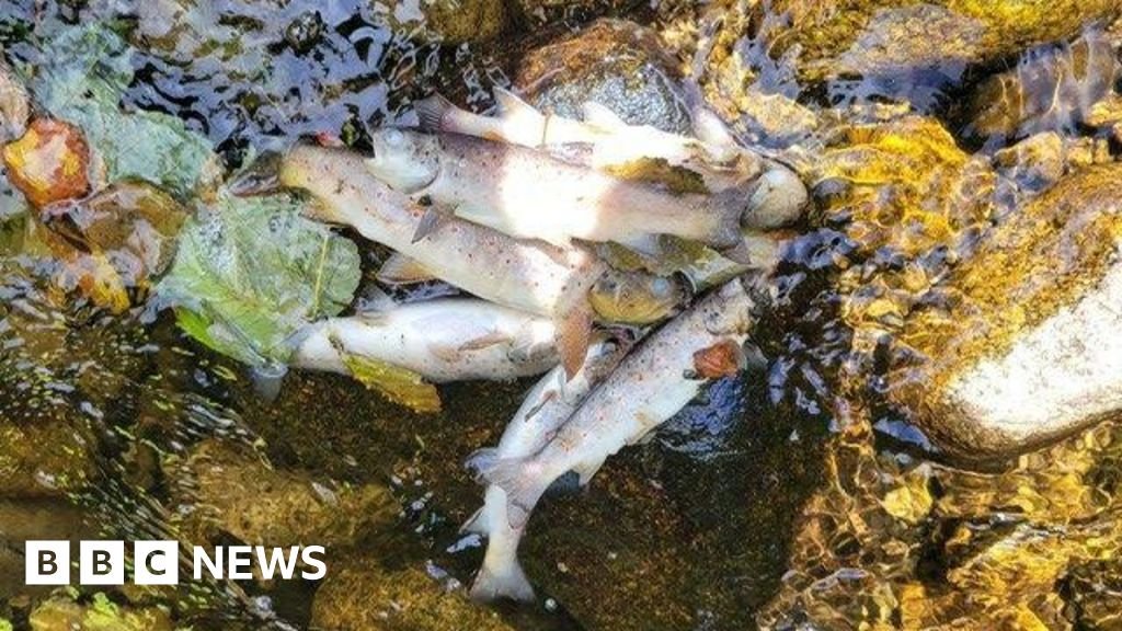 Kilkeel: Generations of fish 'wiped out' after pollution incident