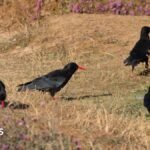 RSPB reports record-breaking Cornish chough numbers