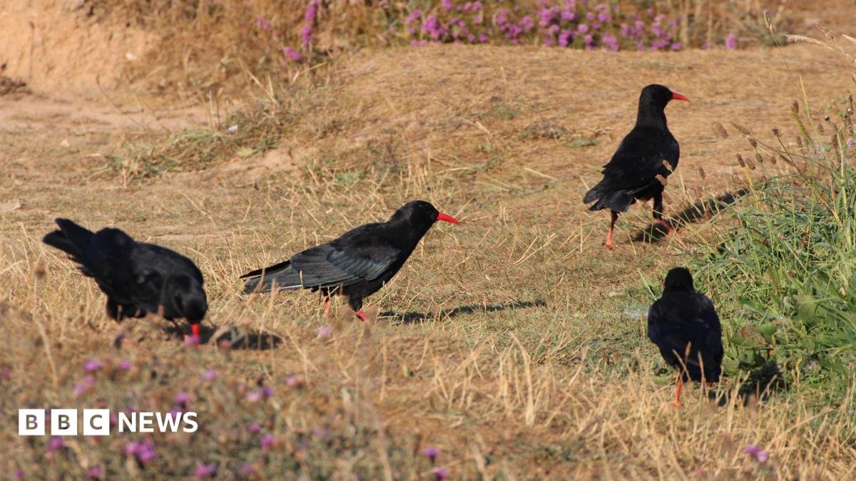 RSPB reports record-breaking Cornish chough numbers