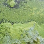 Lough Neagh pollution enforcement action pursued just 129 times in five years despite blue-green algae crisis