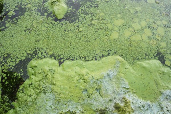 Lough Neagh pollution enforcement action pursued just 129 times in five years despite blue-green algae crisis