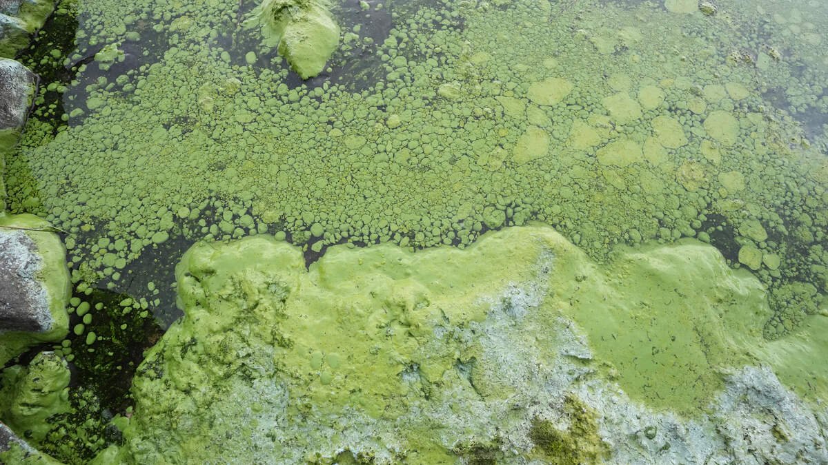 Lough Neagh pollution enforcement action pursued just 129 times in five years despite blue-green algae crisis