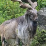 J&K Blacklists NGO, Faults Field Surveys, Data Collection in Tatakuti Conservation Plan