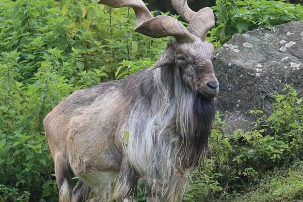 J&K Blacklists NGO, Faults Field Surveys, Data Collection in Tatakuti Conservation Plan