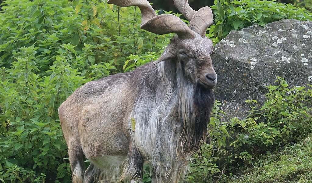 J&K Blacklists NGO, Faults Field Surveys, Data Collection in Tatakuti Conservation Plan