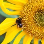 Cumbrian wildlife project wins national environment award – cumbriacrack.com