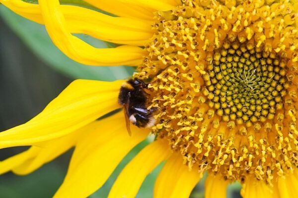 Cumbrian wildlife project wins national environment award – cumbriacrack.com