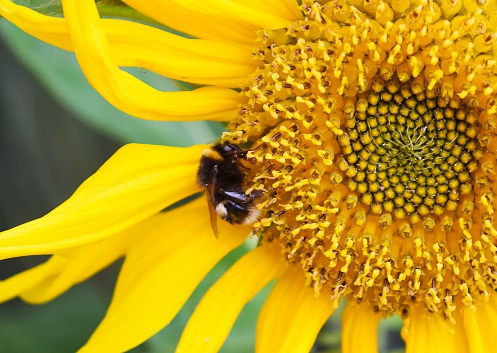Cumbrian wildlife project wins national environment award – cumbriacrack.com
