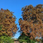 Drought, disease and more besides are killing our trees