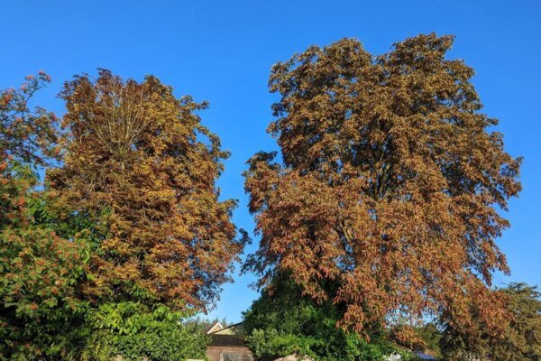 Drought, disease and more besides are killing our trees