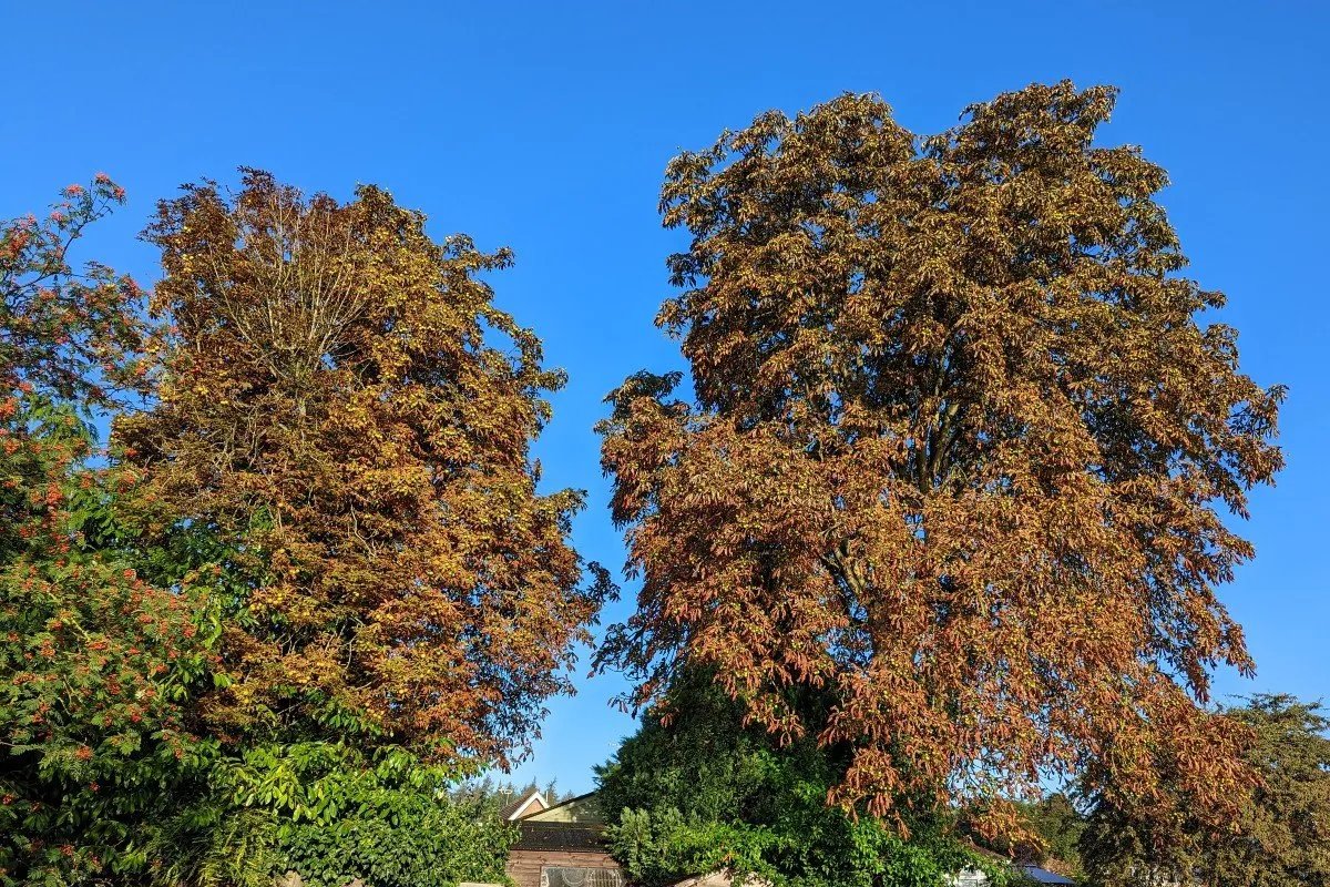 Drought, disease and more besides are killing our trees