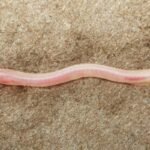 TikTok video leads to discovery of translucent underground eel species in India