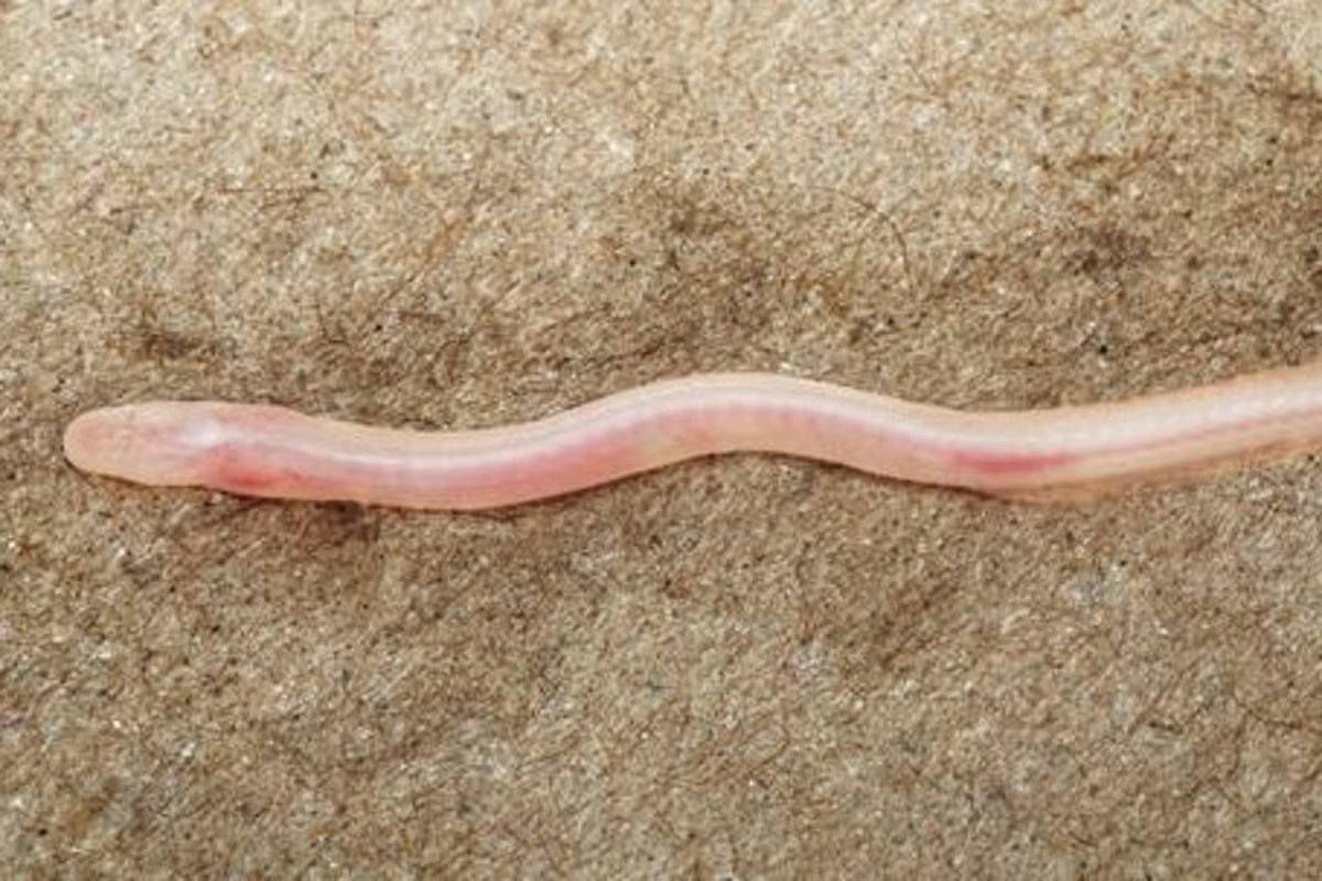 TikTok video leads to discovery of translucent underground eel species in India