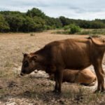 Drought squeezes livestock sector across the EU