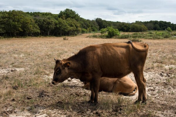 Drought squeezes livestock sector across the EU