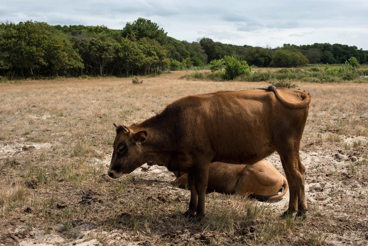 Drought squeezes livestock sector across the EU