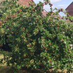 Healing people and the environment: Grindon URC Community Centre, Sunderland