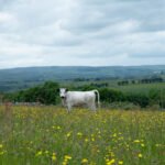 Your land, your choice: how Countryside Stewardship Higher Tier can work for farmers and land managers  – Natural England