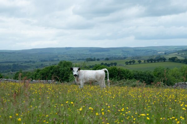 Your land, your choice: how Countryside Stewardship Higher Tier can work for farmers and land managers  – Natural England