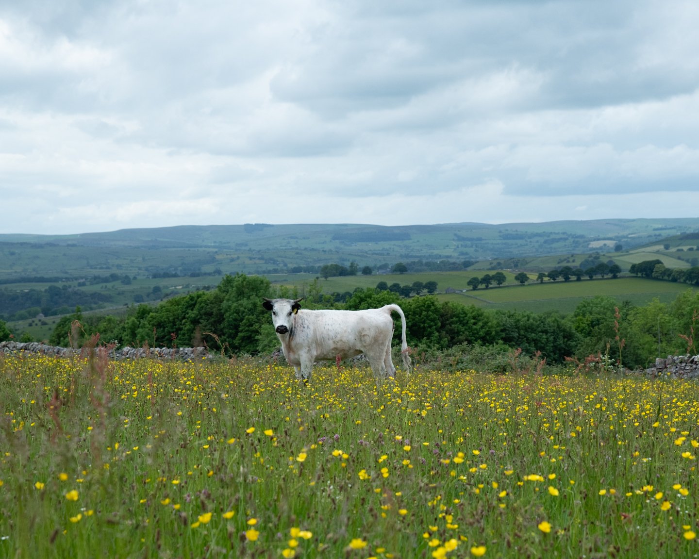 Your land, your choice: how Countryside Stewardship Higher Tier can work for farmers and land managers  – Natural England