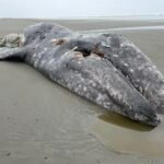 Environmental groups take steps to sue to compel new protections for gray whales