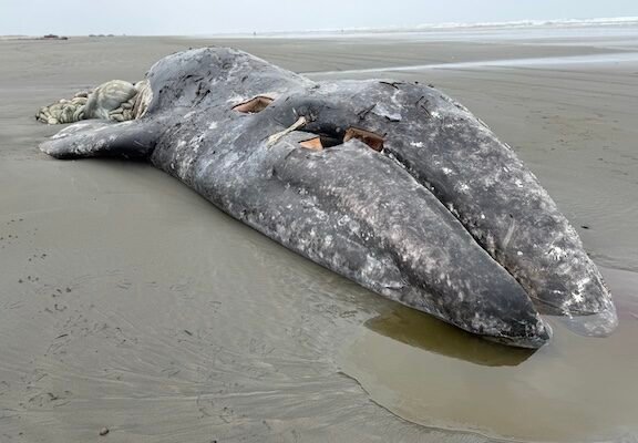Environmental groups take steps to sue to compel new protections for gray whales