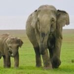 India’s Supreme Court Takes Major Step To Prevent Elephant Corridors From Being Blocked