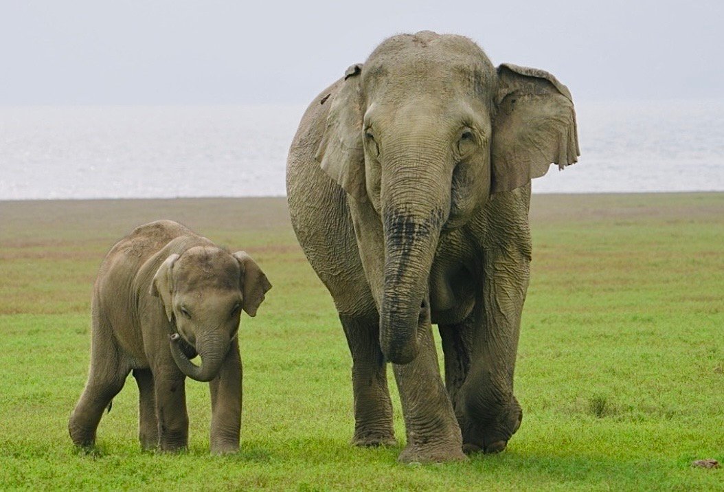 India’s Supreme Court Takes Major Step To Prevent Elephant Corridors From Being Blocked