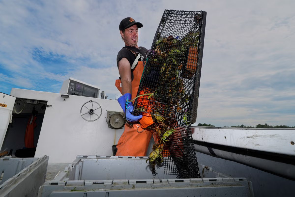 New Englanders get creative to turn an invasive crab species into gourmet seafood and whiskey