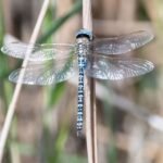 Rippingale nature columnist on the effect of dry weather on our environment and wildlife