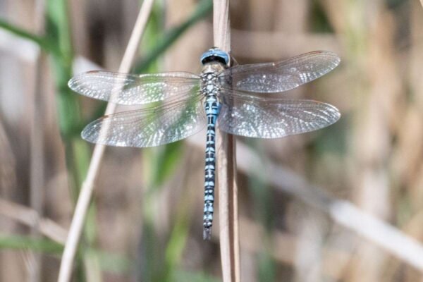 Rippingale nature columnist on the effect of dry weather on our environment and wildlife