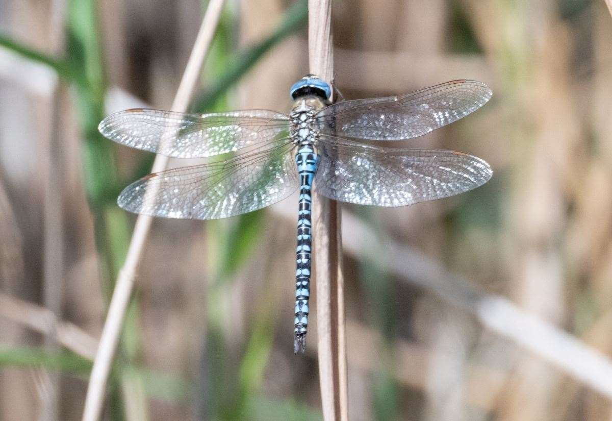 Rippingale nature columnist on the effect of dry weather on our environment and wildlife
