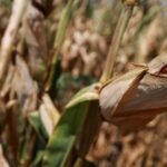 Heatwaves could cost France €10-15 billion, environment minister says