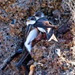 Nature reserve brings new hope for declining sand martins