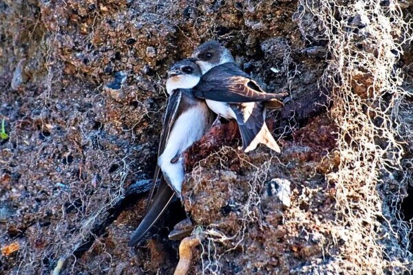 Nature reserve brings new hope for declining sand martins