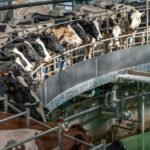 Why Is Industrial Animal Agriculture Bad for the Environment?  • Friends of the Earth