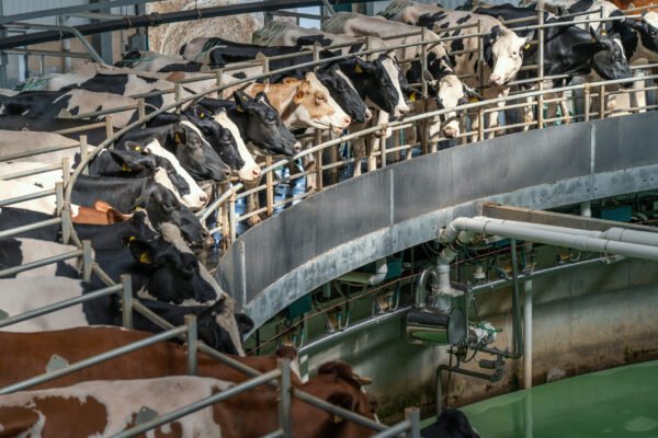 Why Is Industrial Animal Agriculture Bad for the Environment?  • Friends of the Earth
