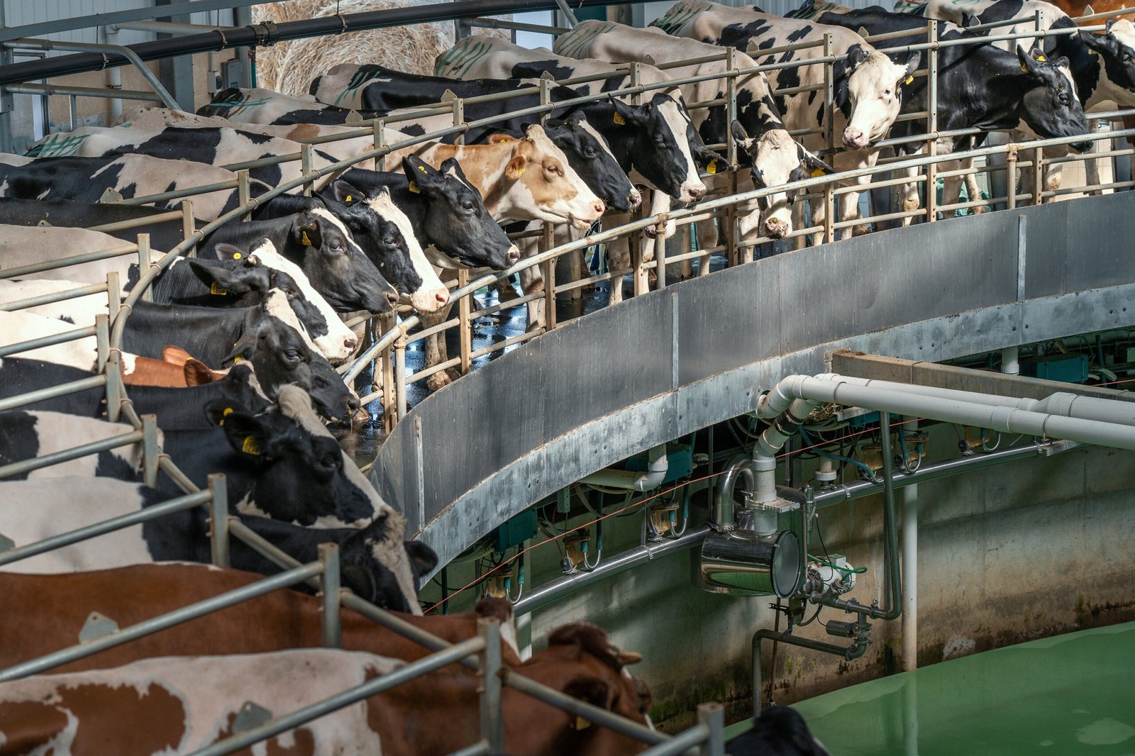 Why Is Industrial Animal Agriculture Bad for the Environment?  • Friends of the Earth