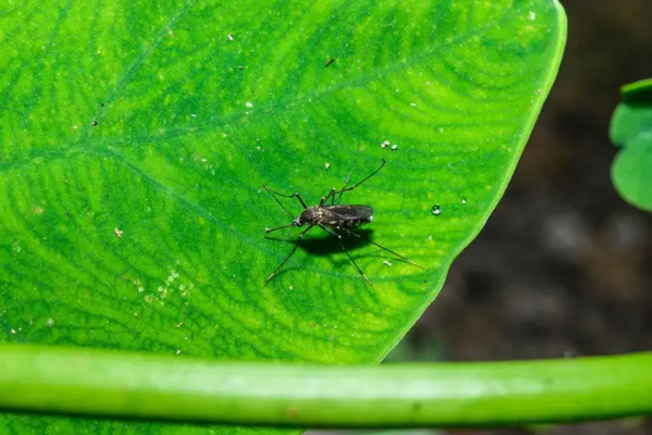 Laser mosquito killer uses lidar and AI to zap bugs for under $1,100
