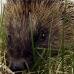 Fears hedgehogs could die in hot weather if not helped