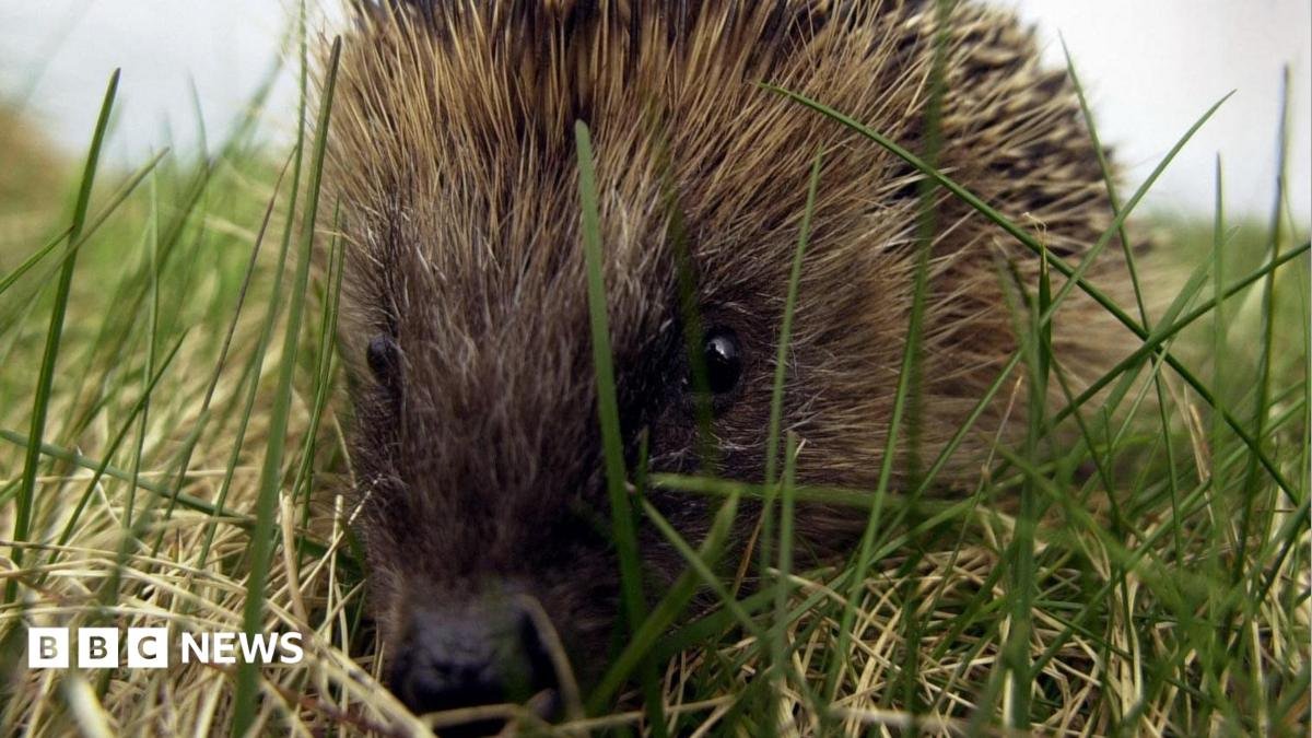 Fears hedgehogs could die in hot weather if not helped