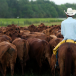Trump authorizes action to break meatpacking monopoly for ranchers