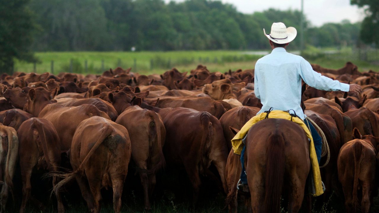 Trump authorizes action to break meatpacking monopoly for ranchers