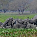 Top India court orders new steps to protect threatened elephants