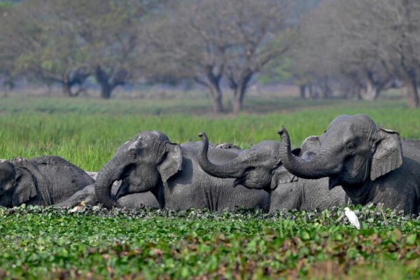 Top India court orders new steps to protect threatened elephants