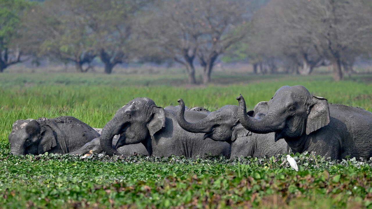Top India court orders new steps to protect threatened elephants
