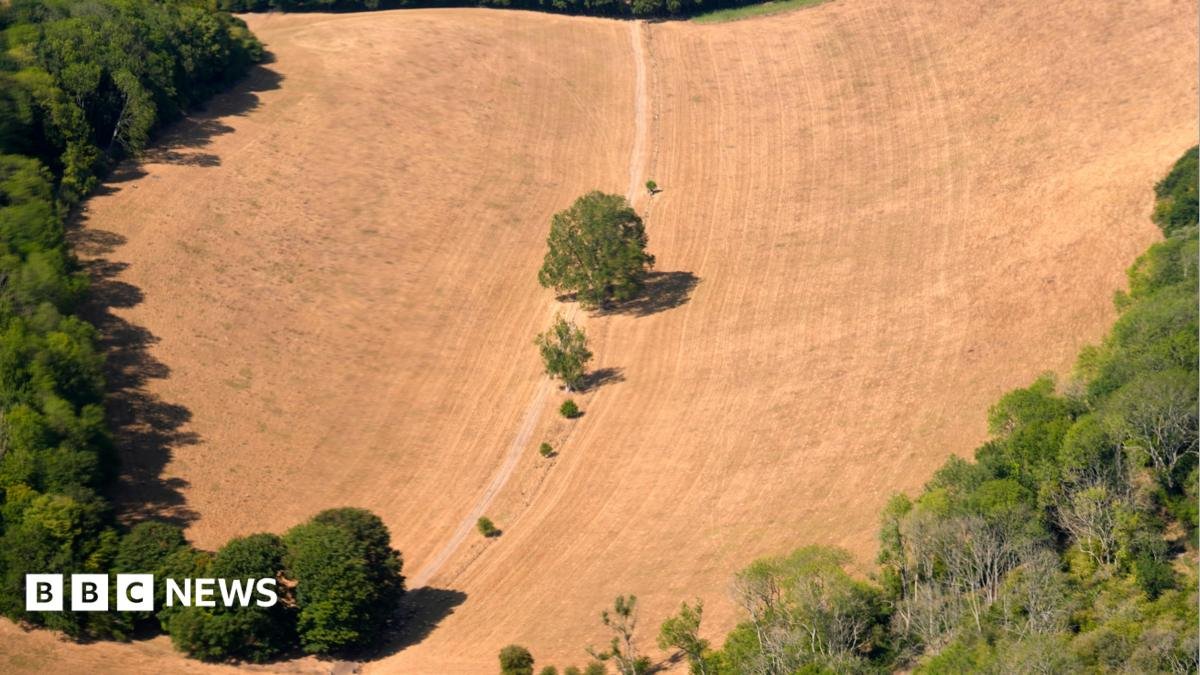 UK records hottest day of the year as fifth heatwave reaches 38.1C peak