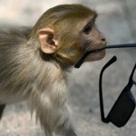 No monkey business: India 'whisperers' guard world championships